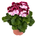 Герань горшечная